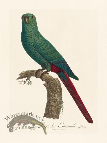 Barraband Parrot 021